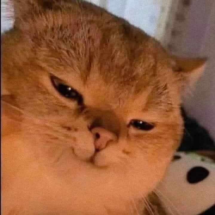 Dr. Cat